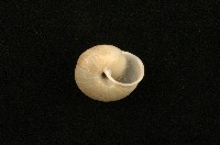 扁蝸牛藏品圖，第2張